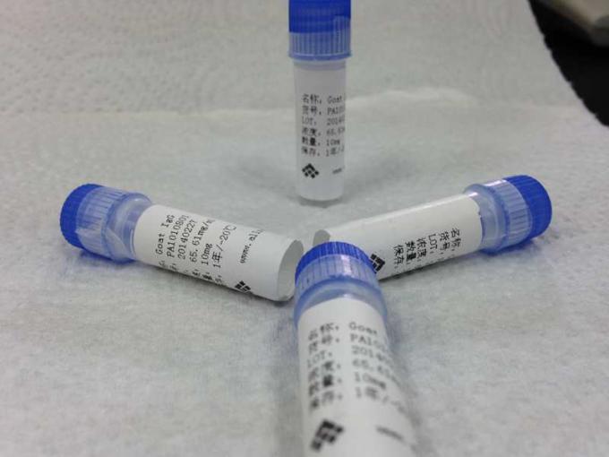 Anticorpo Polyclonal da cabra