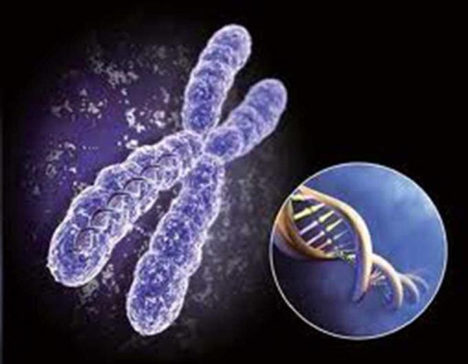 Anti - anticorpos monoclonais Mab do Hybridoma do rato do Ketamine 100ng