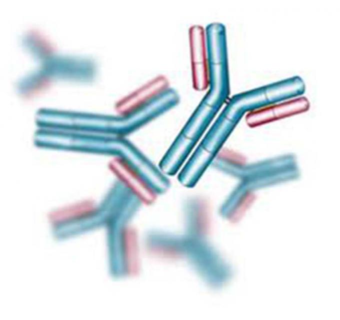 Rato anti - anticorpo monoclonal do Hybridoma do barbital para o ensaio da FIA