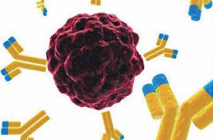 anti - anticorpo monoclonal do rato das benzodiazepinas para a pesquisa do IVD