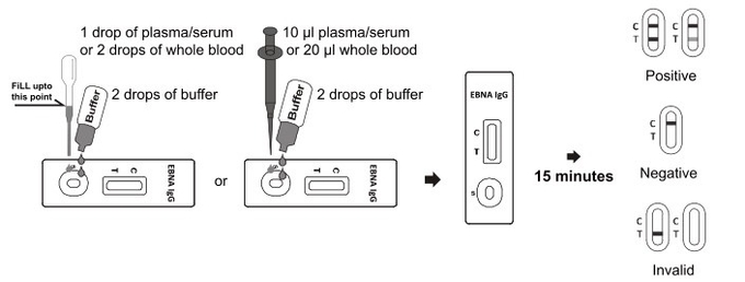 Gaveta rápida do teste de EBNA IgG com espécime do sangue inteiro/soro/plasma