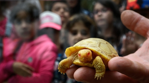 Últimas notícias da empresa sobre A tartaruga gigante rara, nunca-antes-vista de Galápagos do albino do bebê debuts no jardim zoológico de Suíça