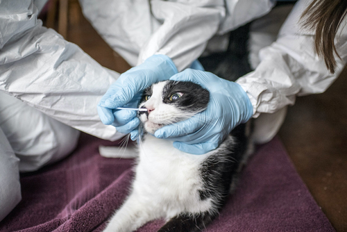 Últimas notícias da empresa sobre relação Gato-à-humana de Covid encontrada em Tailândia