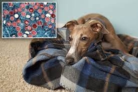 Latest company news about Positivo dos testes do cão para o monkeypox na primeira transmissão suspeitada do humano-à-animal de estimação