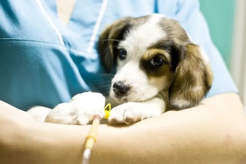 Últimas notícias da empresa sobre O vírus do mistério mata dúzias dos cães — na maior parte cachorrinhos em Michigan
