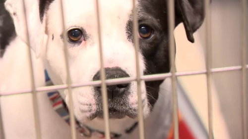 Últimas notícias da empresa sobre Parvo responsabilizou por dúzias de mortes do cão em Michigan: Que animal de estimação os proprietários devem conhecer