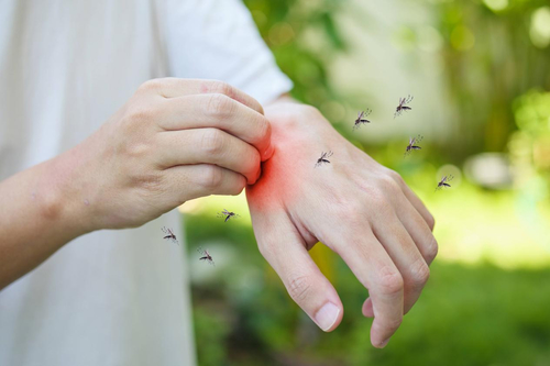 Latest company news about A saliva do mosquito pode suprimir nosso sistema imunitário