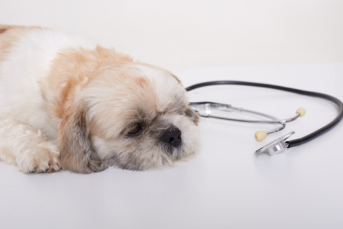 Latest company news about Doença respiratória desconhecida em cães: o que você precisa saber