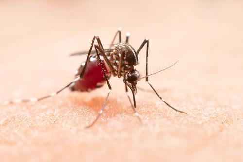 Latest company news about A ameaça mundial de doenças transmitidas por mosquitos