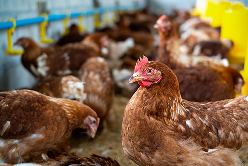 Latest company news about Ameaça emergente: Terceiro caso humano de H5N1 confirmado