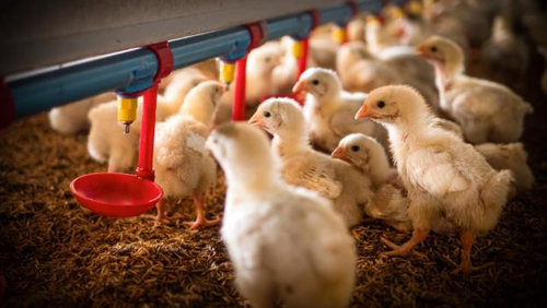 Latest company news about O surgimento da gripe aviária H5N1: uma preocupação crescente para a saúde pública