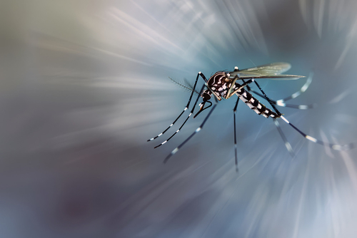 Latest company news about Chegou o outono, mas a estação dos mosquitos ainda não acabou