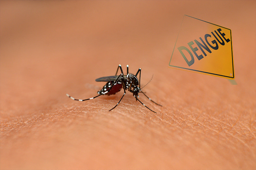 Últimas notícias da empresa sobre Como detectar e diagnosticar sintomas da febre de dengue?
